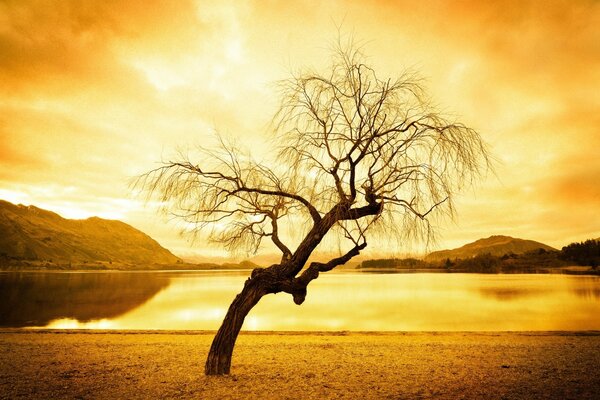 Un albero essiccato in un raggio di luce