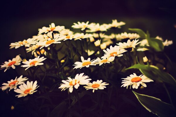 Juste des marguerites pour Natasha