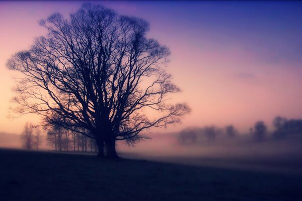 Le brouillard du matin a englouti le champ. Arbre solitaire