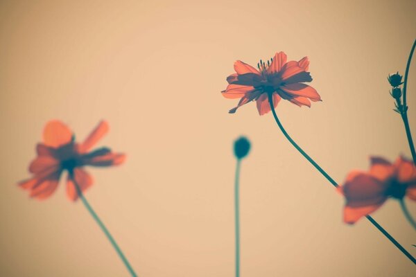 Red flowers in a still life