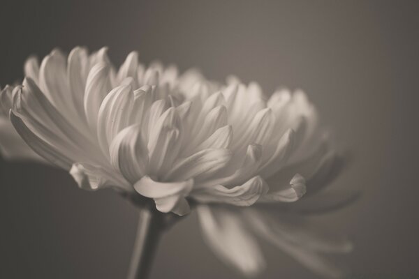 Fleur Monochrome sur fond gris