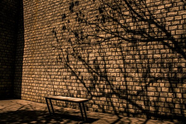 Schatten von Bäumen an einer Mauer