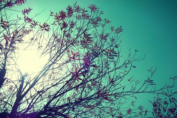 Lueur du soleil à travers les branches des arbres