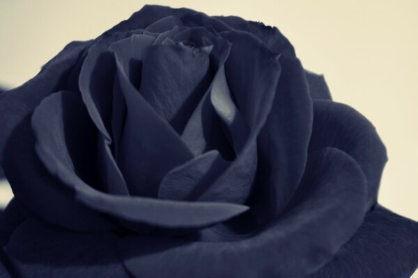 The black rose is the emblem of sadness