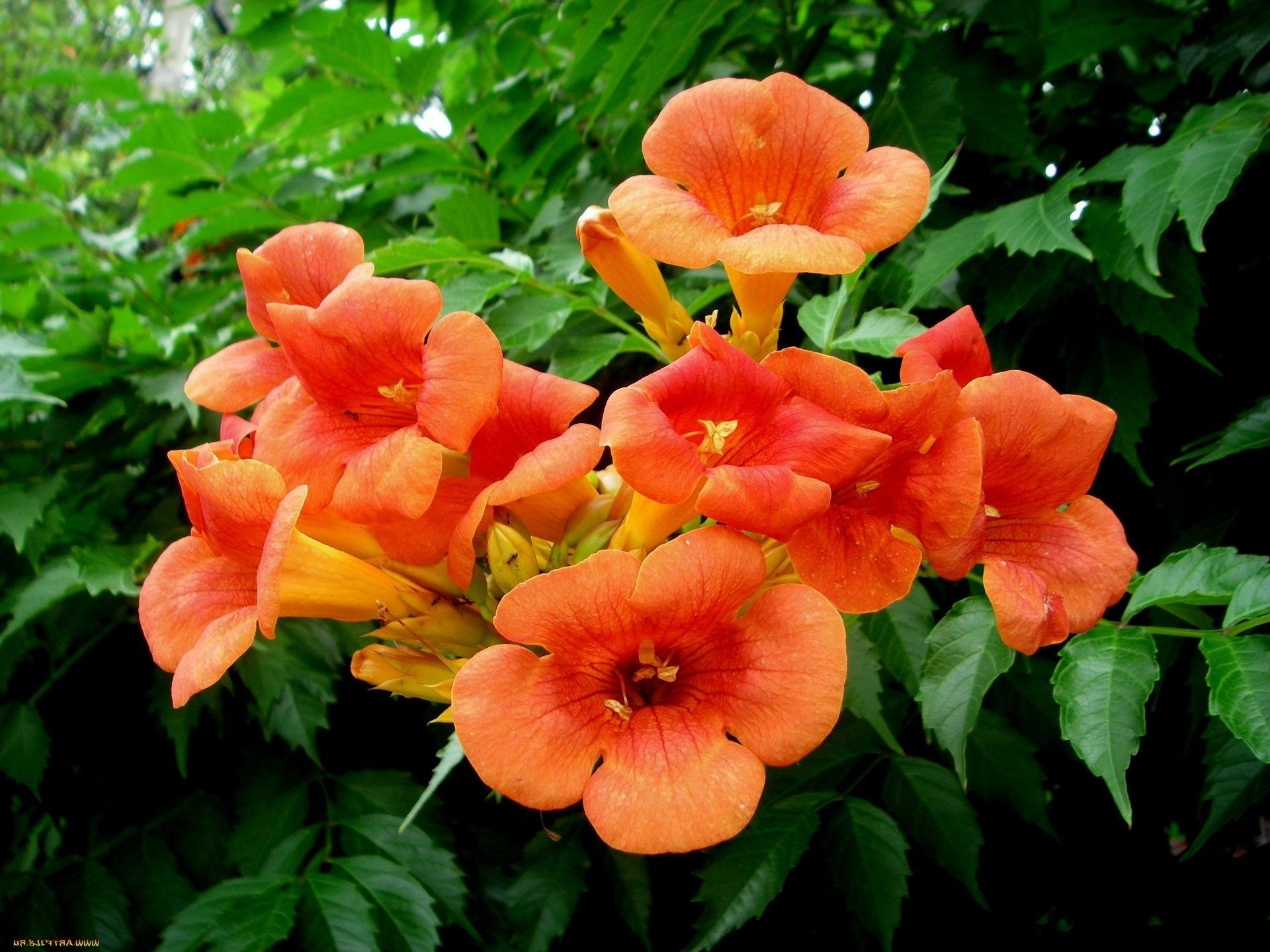 fleurs feuille flore nature jardin fleur été floral bluming couleur arbre saison pétale lumineux croissance