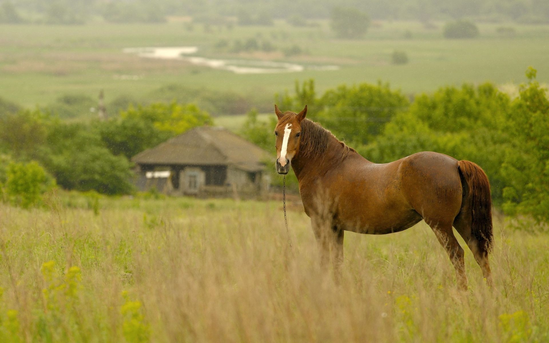 horses mammal field hayfield grass cavalry farm grassland pasture horse rural agriculture outdoors livestock mare