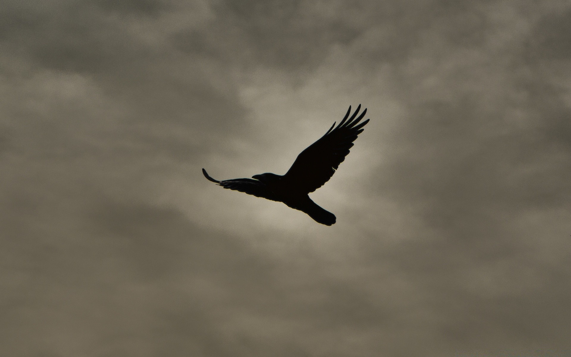 vintage oiseau aigle rapace ciel faune vol à l extérieur