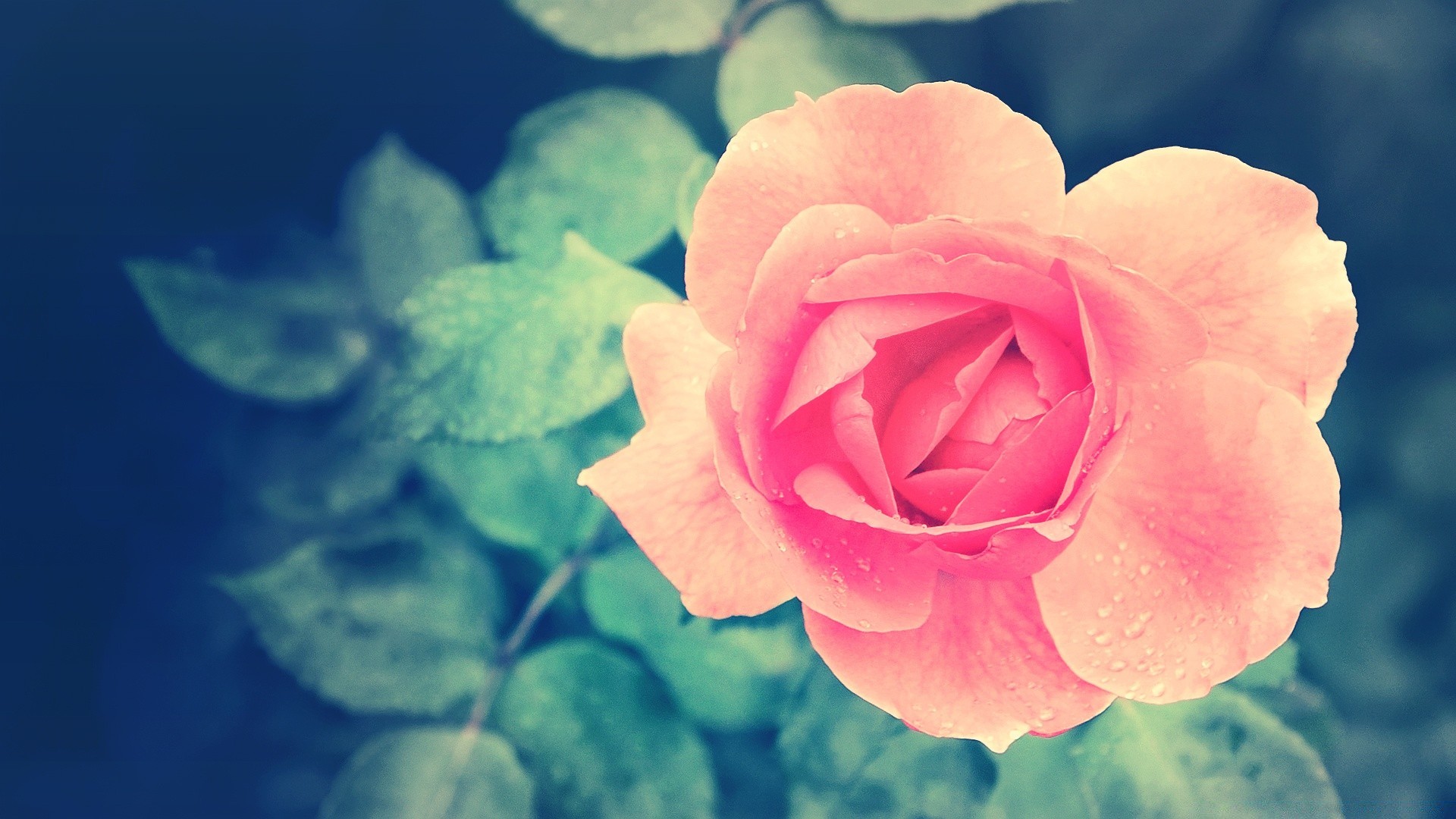 vintage çiçek doğa yaprak gül taçyaprağı flora çiçek yaz romantizm çiçeklenme parlak renk bahçe güzel aşk nazik romantik