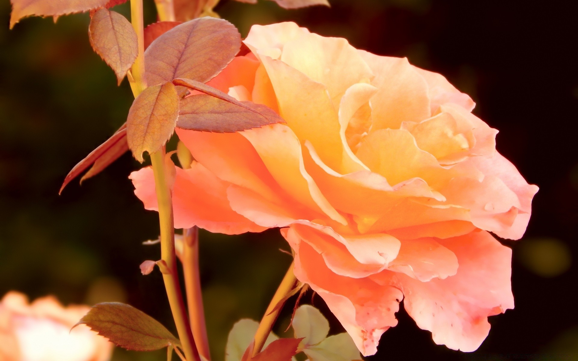 vintage kwiat natura liść flora róża płatek na zewnątrz kolor jasny