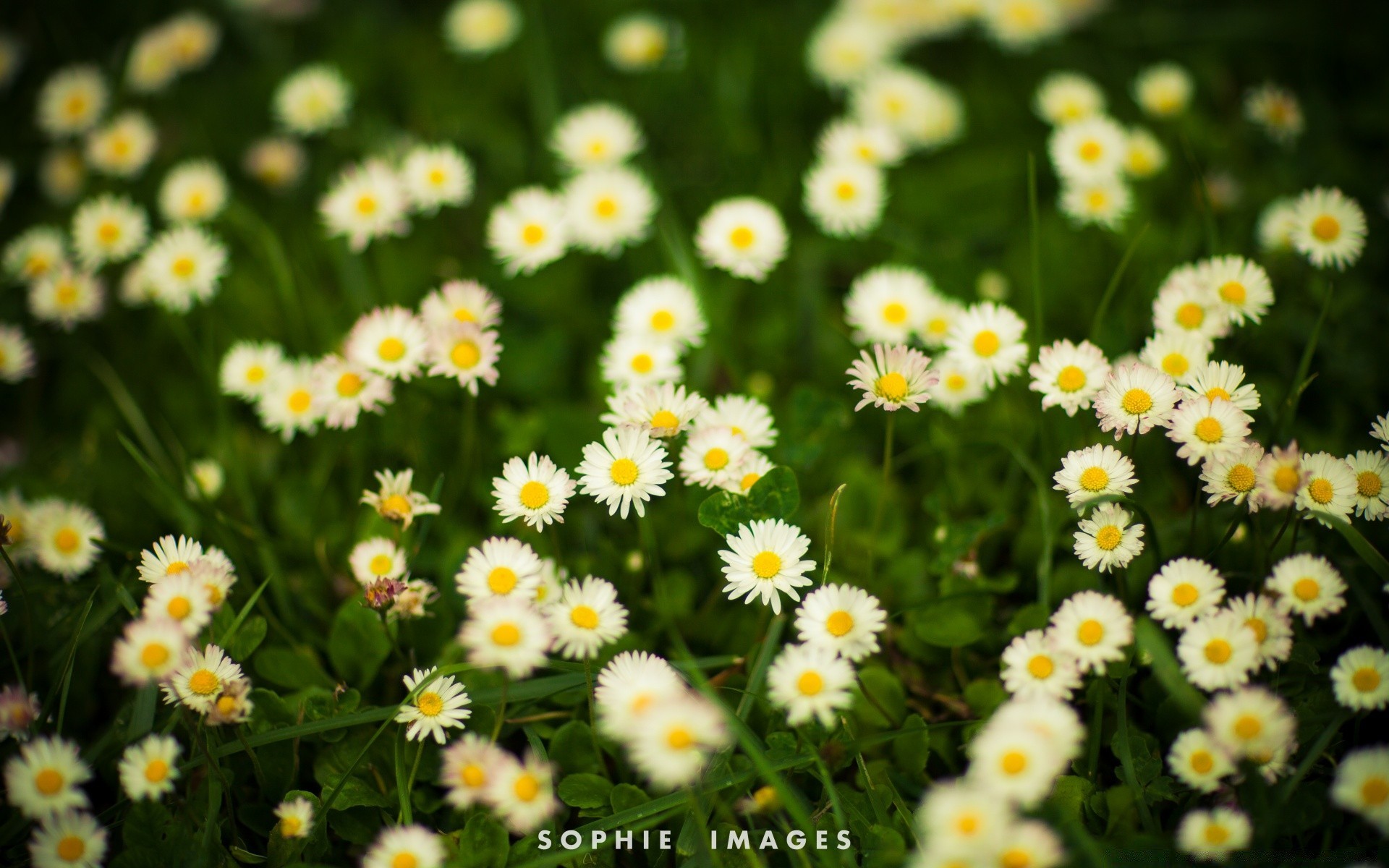 vintage naturaleza verano flora flor crecimiento hoja manzanilla brillante hierba buen tiempo al aire libre campo heno rural jardín pétalo sol floral blooming