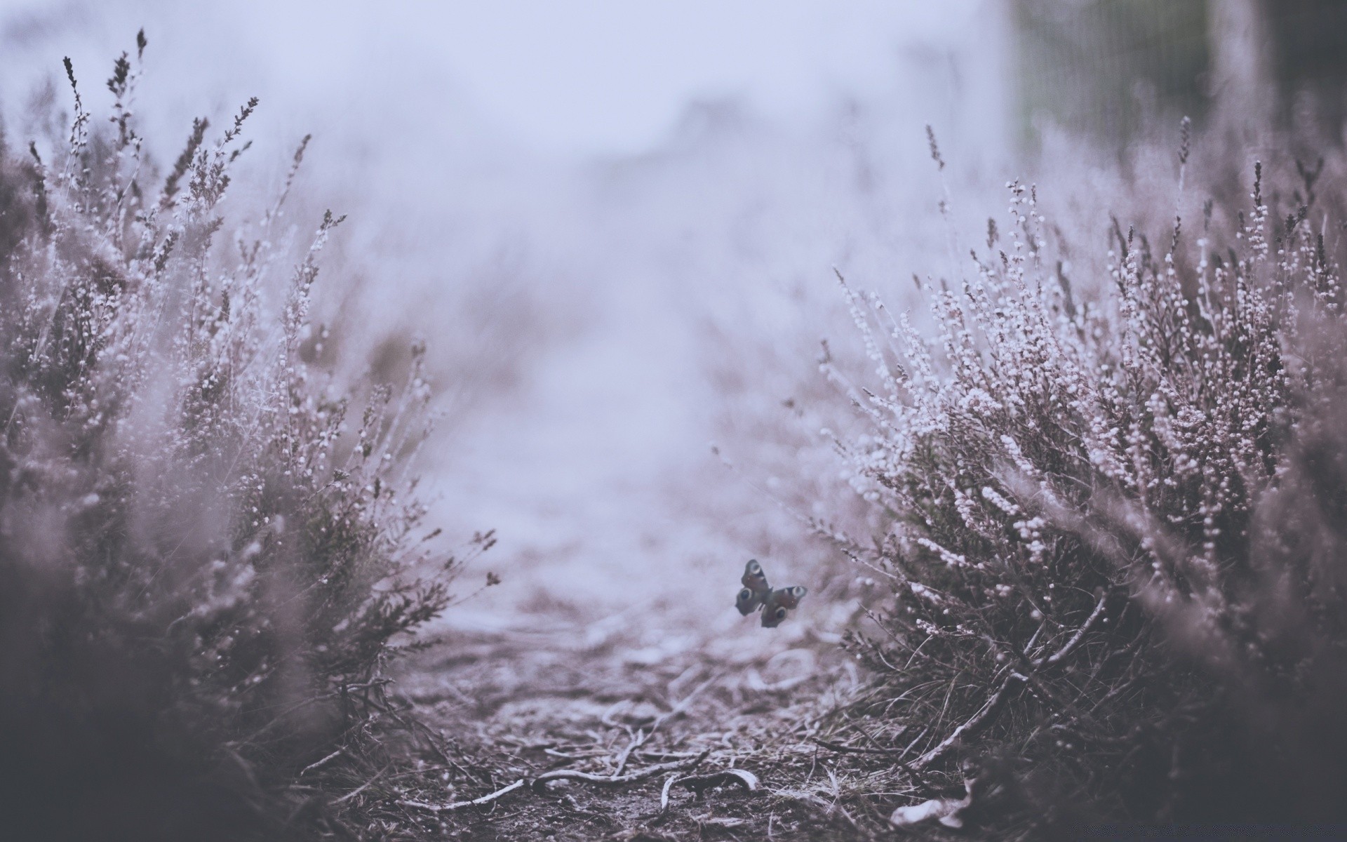 vintage frost winter snow nature cold landscape tree weather fog outdoors frozen ice season dawn fair weather mist bright sky desktop