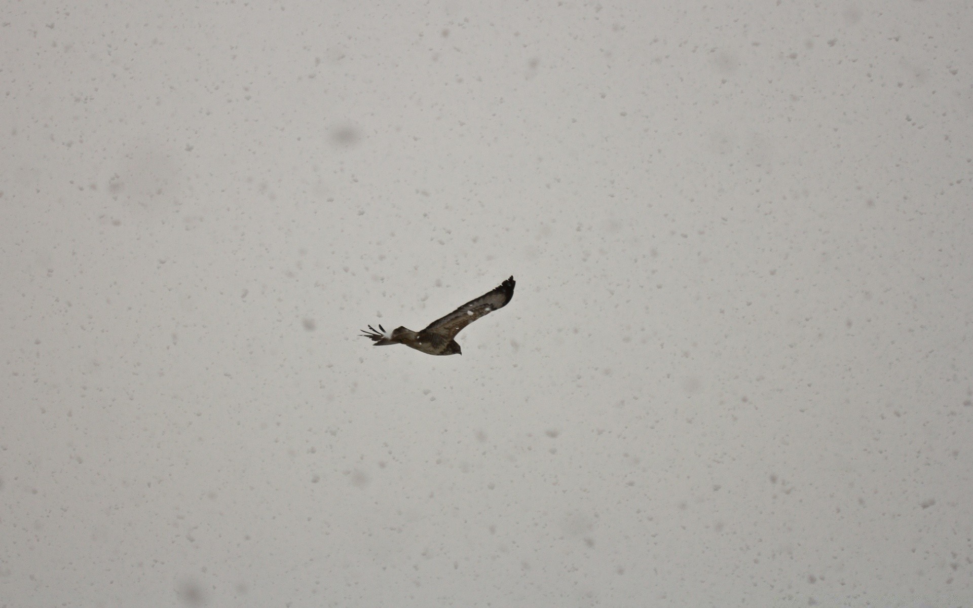 vintage bird wildlife daylight outdoors beach snow winter animal nature side view one sand sea motion water blur seashore