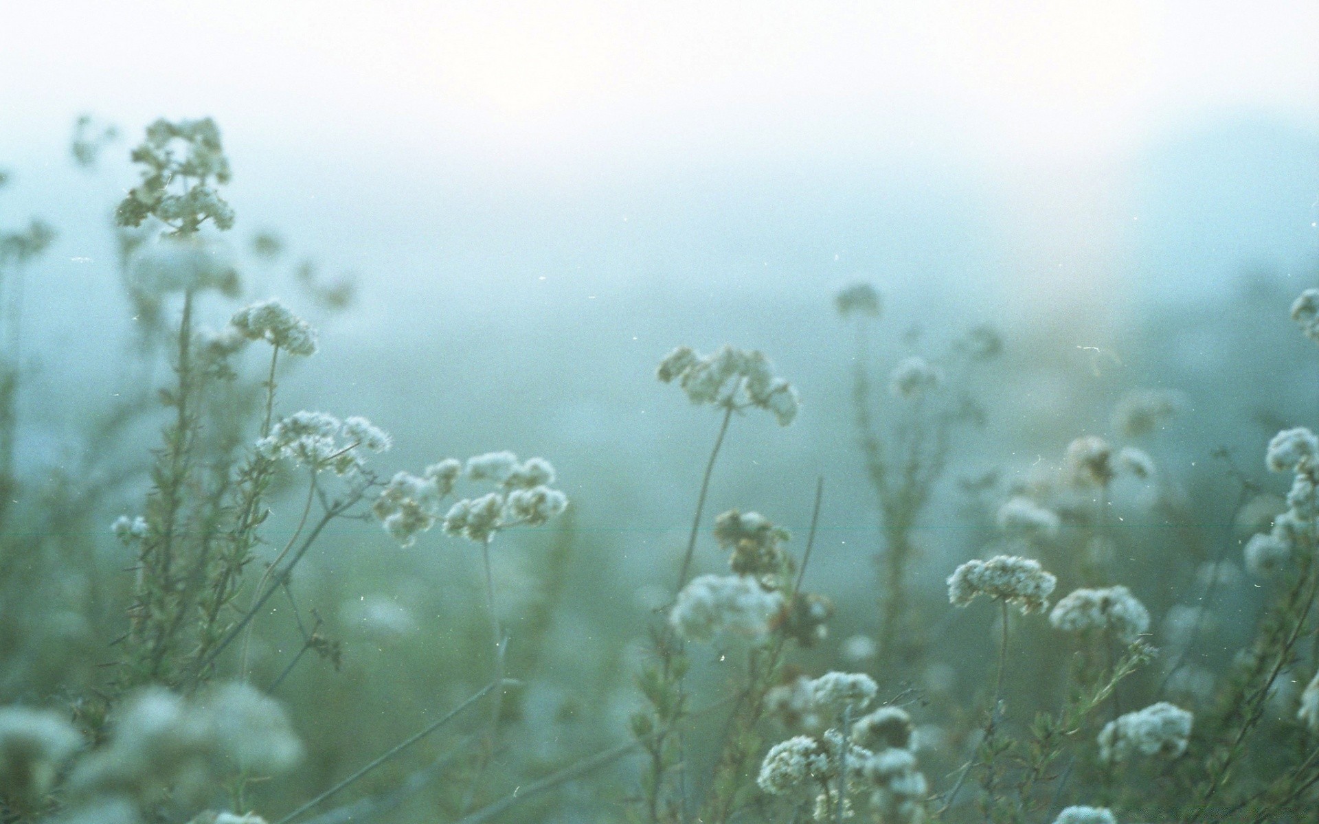 vintage natura fiore subacquea flora paesaggio bel tempo campo acqua desktop sole colore estate ambiente erba neve inverno luce