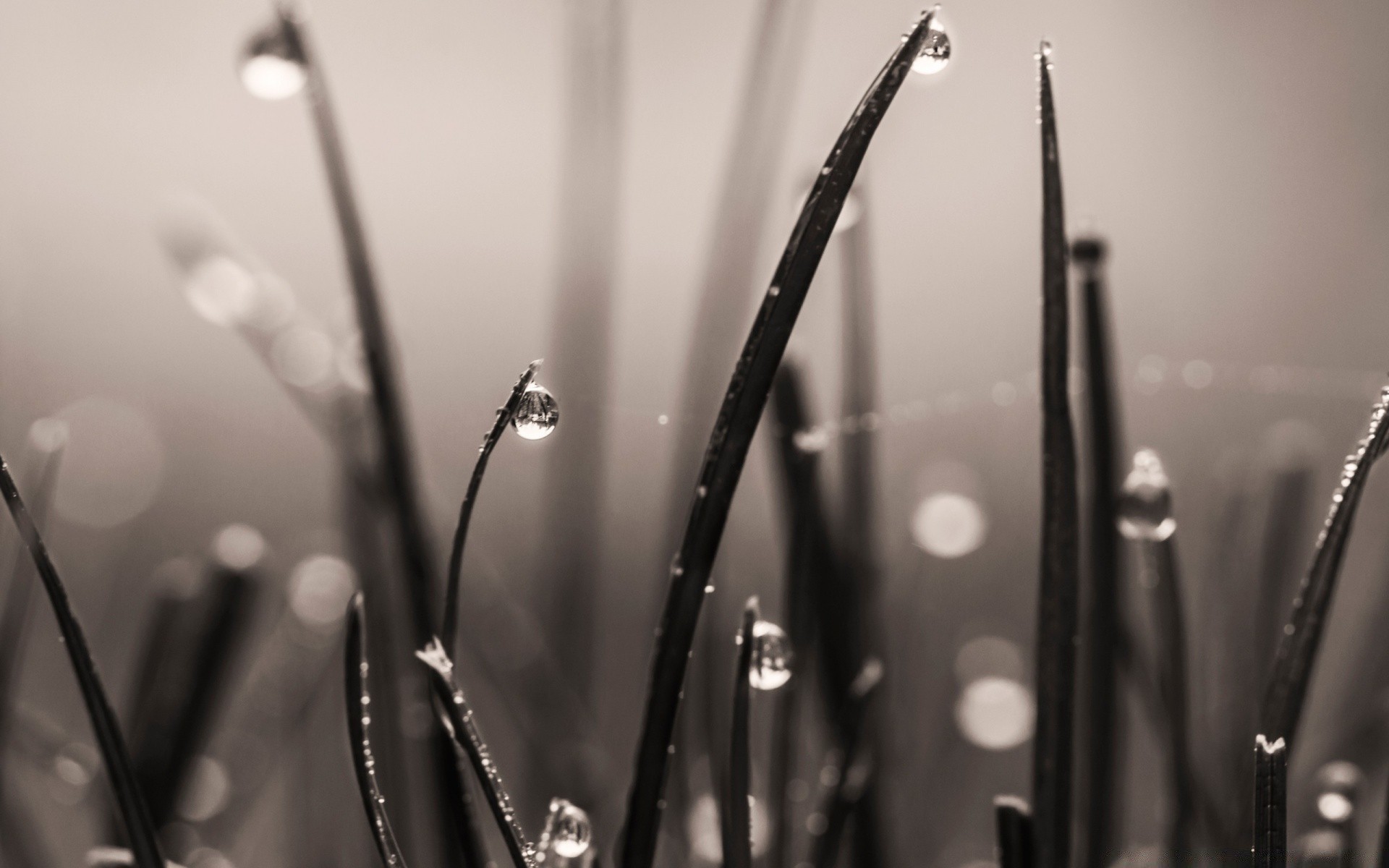 jahrgang regen monochrom tropfen tau stillleben nass wasser dof reflexion unschärfe licht