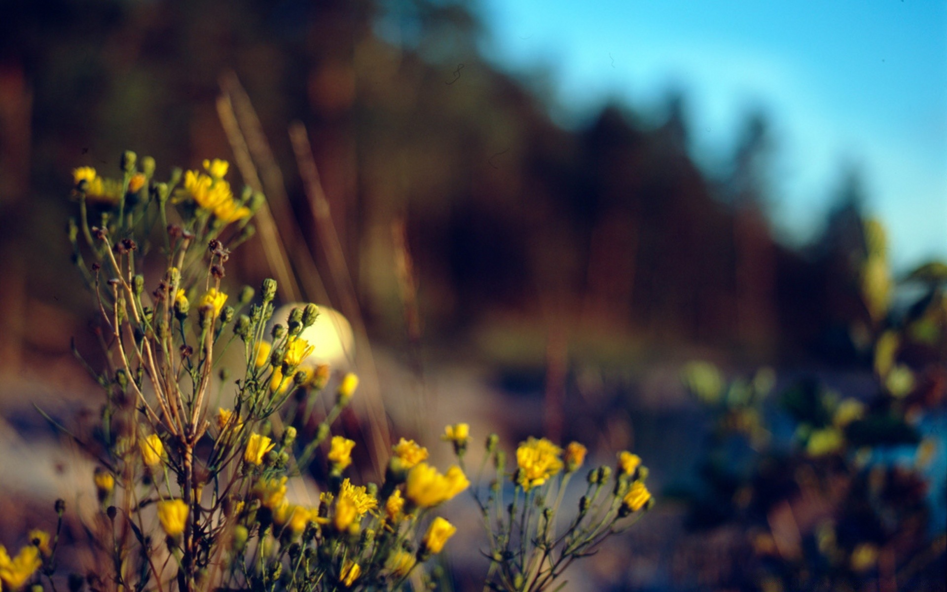 vintage flower nature outdoors landscape field flora grass leaf fair weather season tree growth sun color summer