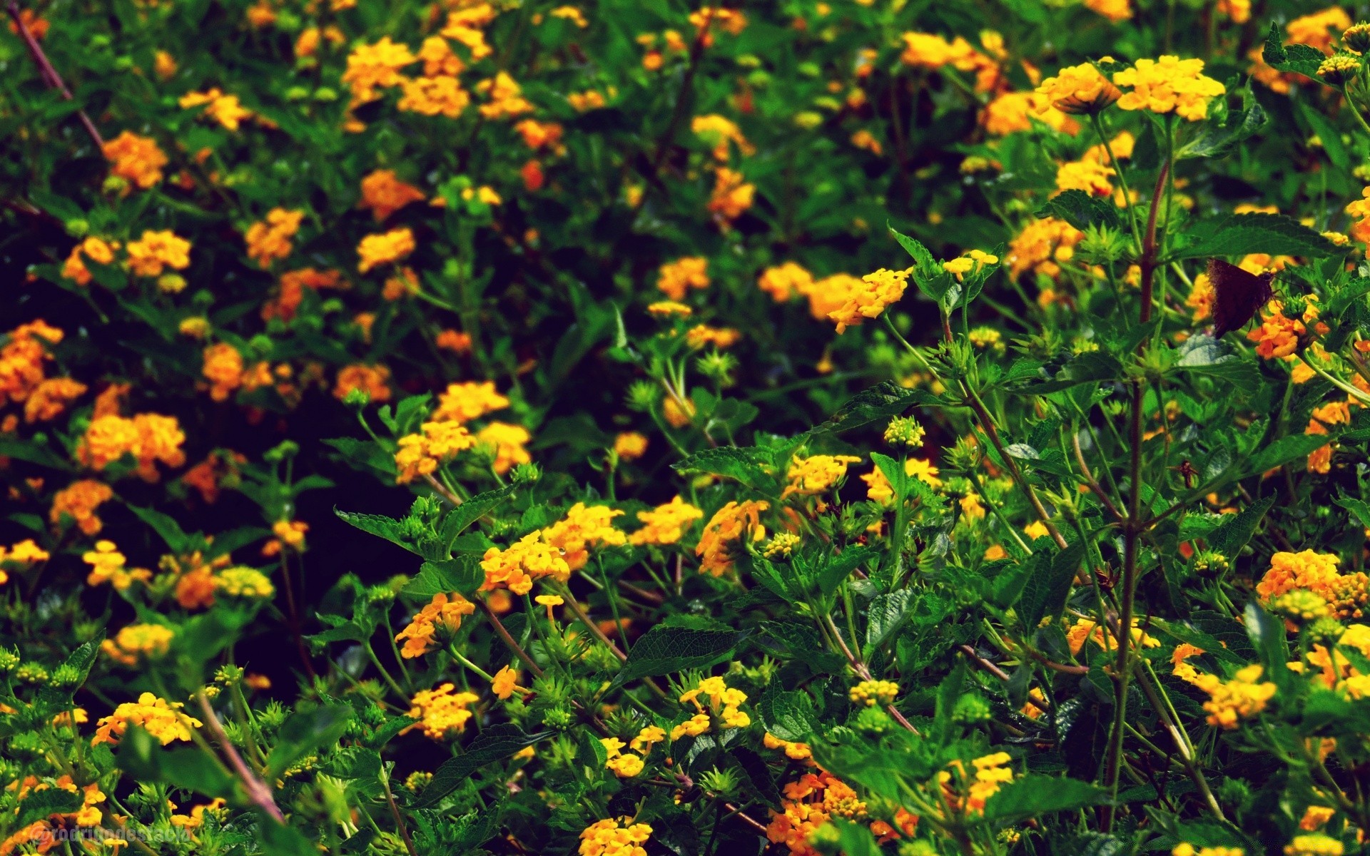 vintage flor naturaleza flora hoja verano jardín floral crecimiento hierba estación brillante césped al aire libre floración color buen tiempo campo pétalo heno