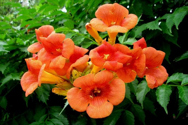 Ein Zweig von orangefarbenen Blumen auf einem Baum