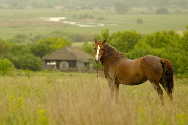 Horse on the background of a local village