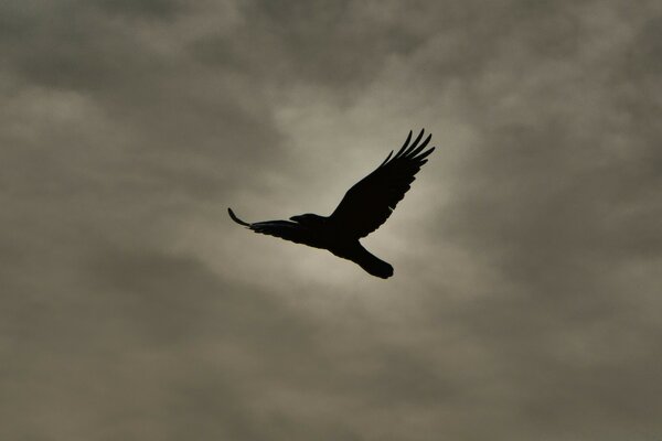 Pájaro negro en el cielo gris