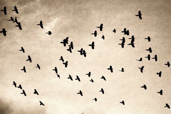 A large flock of birds. Vintage