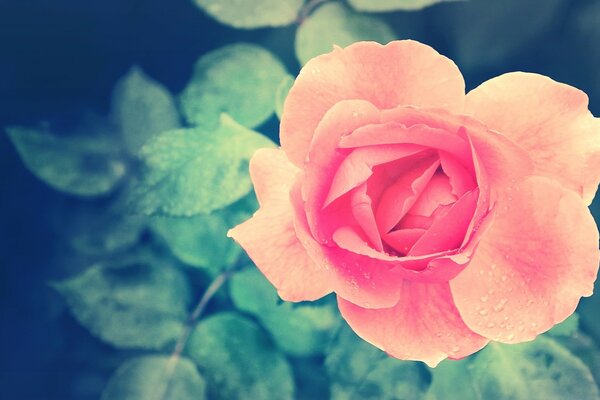 Kwiat róży z zielonymi liśćmi