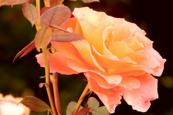 Foto einer rosa Blume mit rosa Blättern