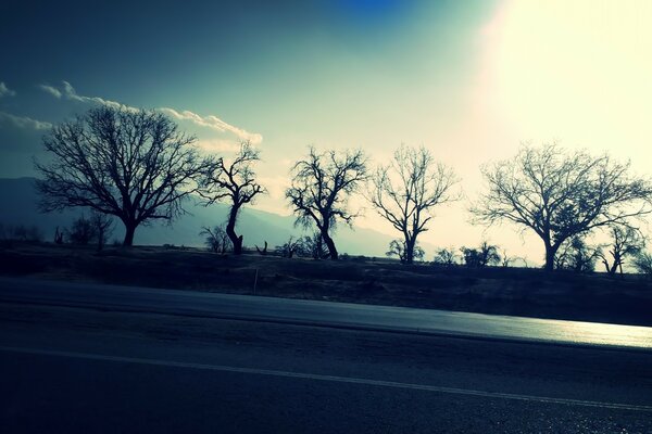 Arbres et ciel. Route. Paysage