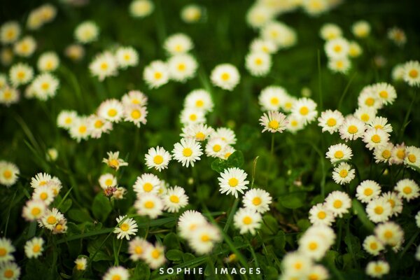 Summer and a whole field of white daisies