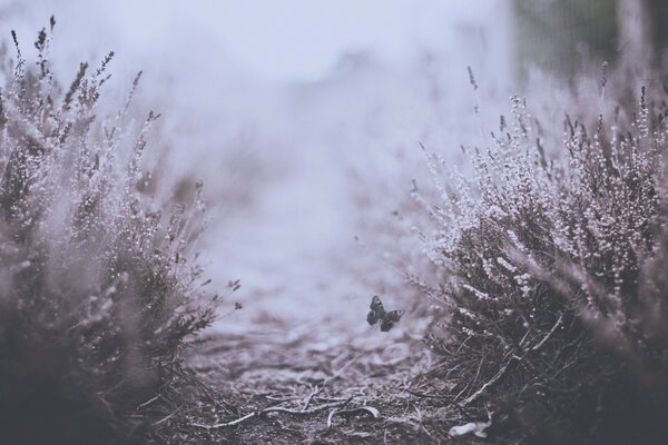 Frosty winter snowy nature