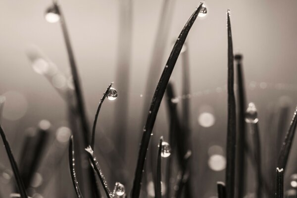 Drops of dewdrops on the sharp tips of blades of grass