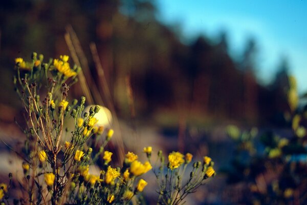 Gelbe Blüten auf verschwommenem Hintergrund