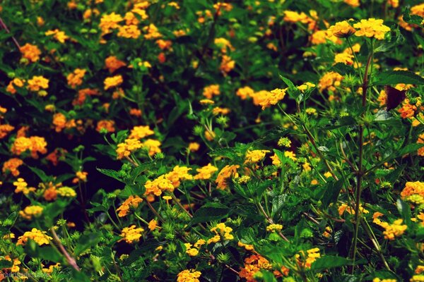 Flores y vegetación. Naturaleza. Hoja