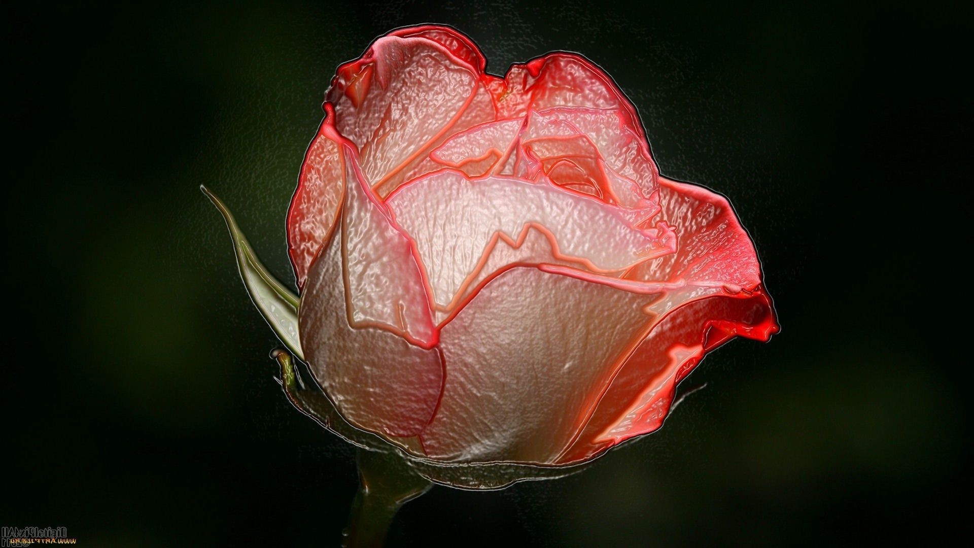 flores flor rosa hoja naturaleza color jardín boda amor romance pétalo floral