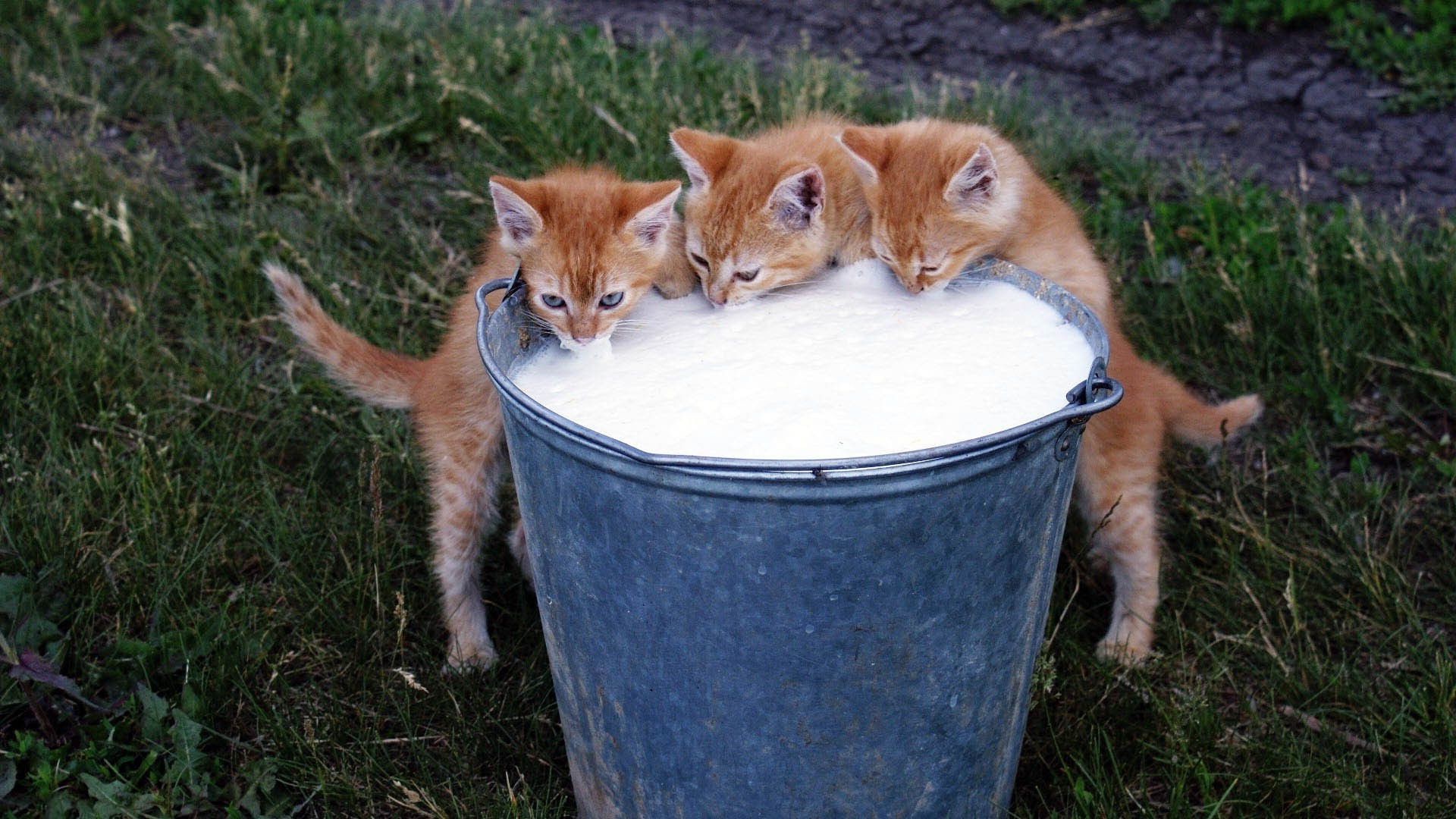 gatos fofa gato mamífero animal pele animal de estimação doméstico gatinho pequeno jovem natureza grama olho retrato engraçado cabelo solteiro adorável