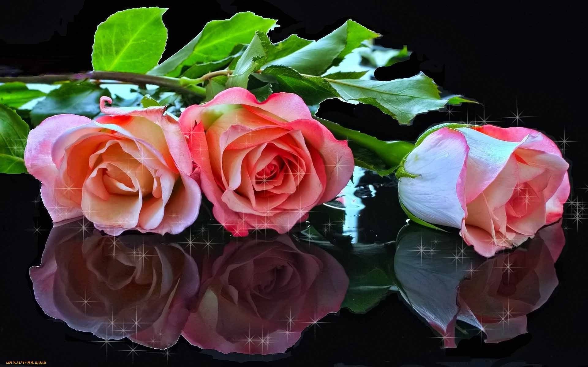 rosas amor flor romance pétala casamento buquê romântico presente floral blooming aniversário folha aniversário flora natureza feriado amigo