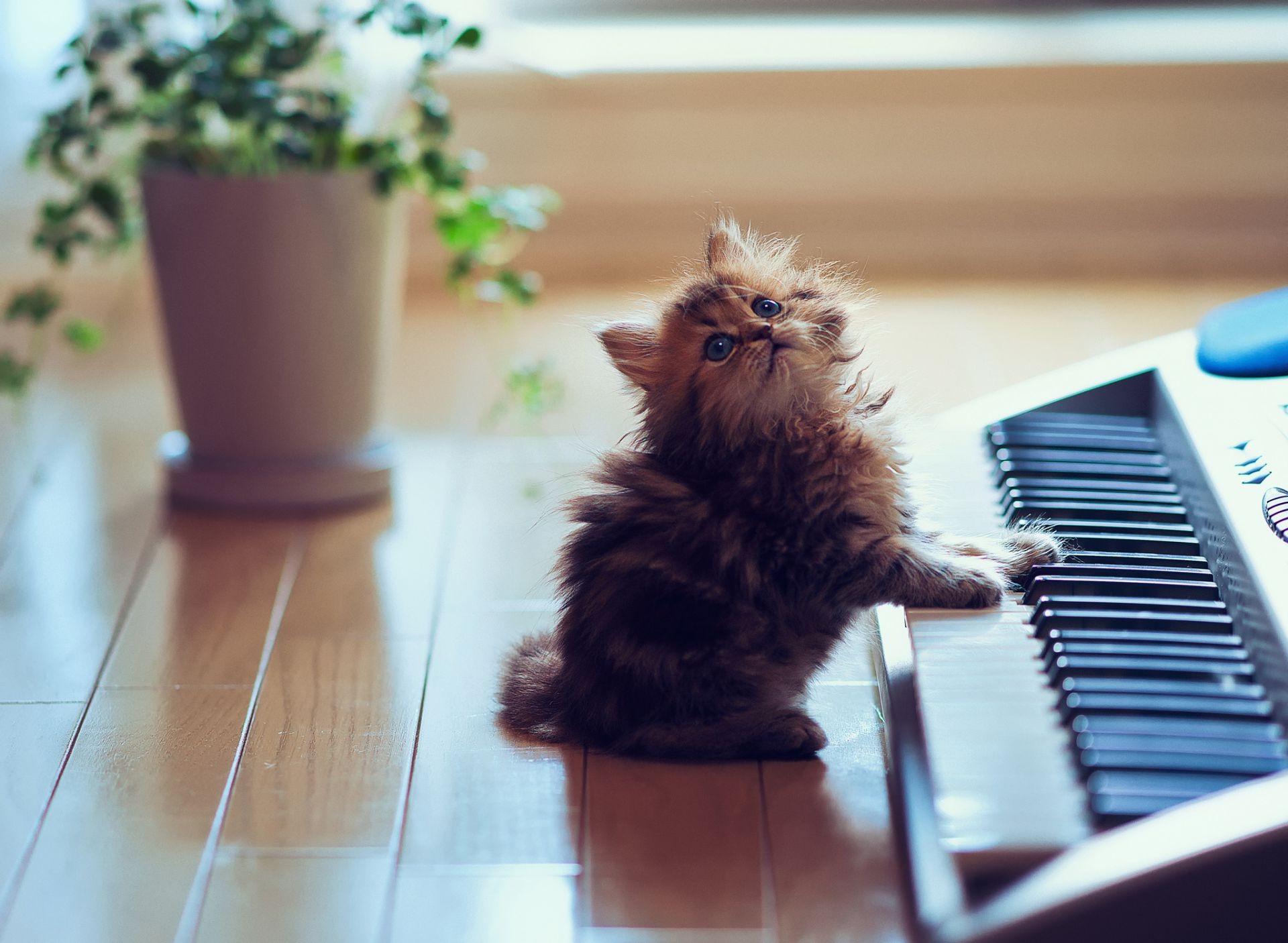 katzen drinnen entspannung zimmer eins unschärfe tabelle säugetier wenig junge