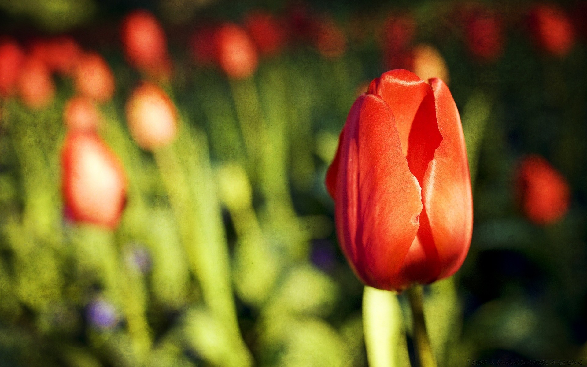 vintage tulipe fleur nature flore jardin feuille à l extérieur couleur pâques floral lumineux été champ amour pétale croissance