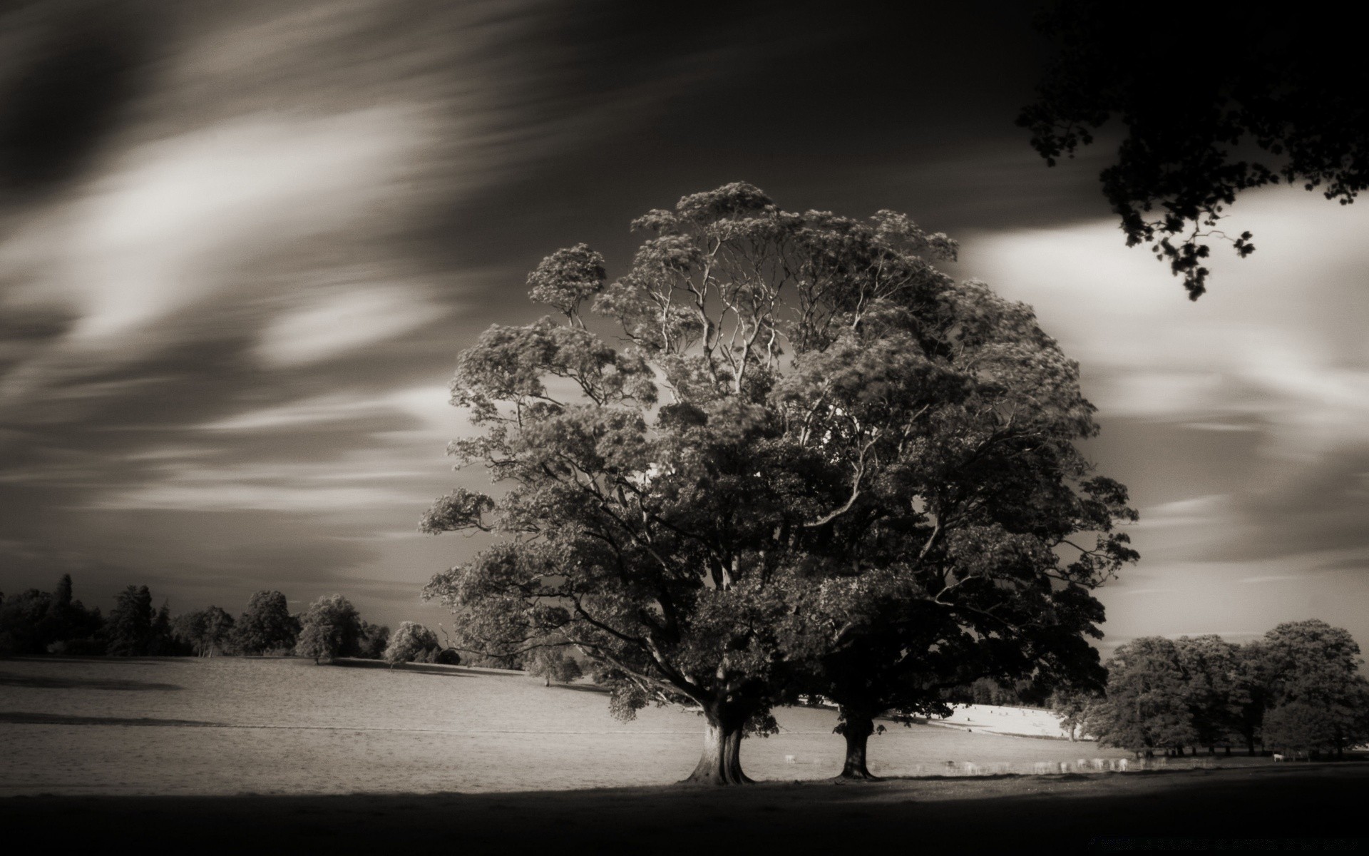 vintage árbol paisaje amanecer atardecer monocromo naturaleza sol cielo niebla blanco y negro otoño madera parque silueta niebla buen tiempo