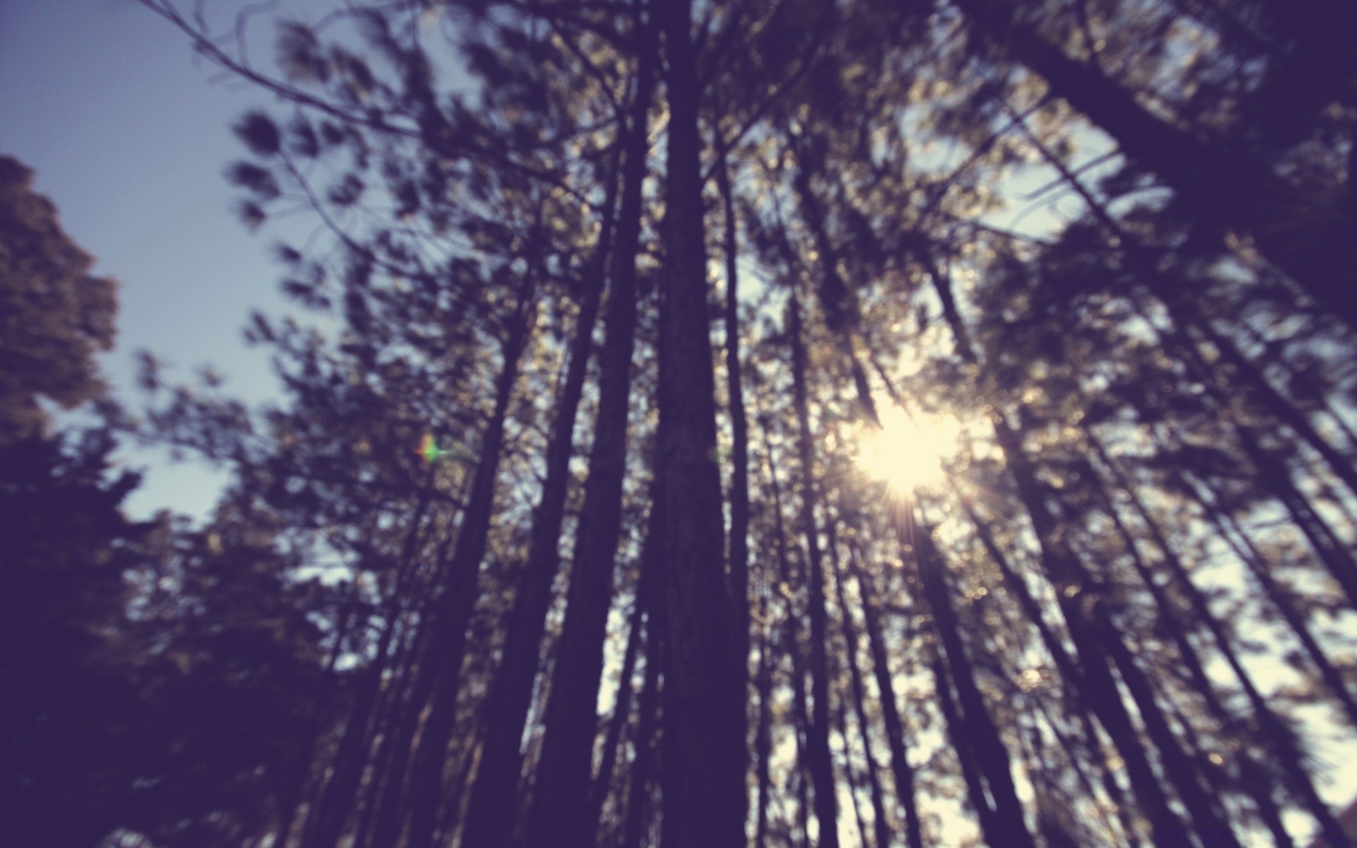 vintage madera naturaleza madera sol buen tiempo amanecer paisaje al aire libre hoja escritorio brillante luz otoño