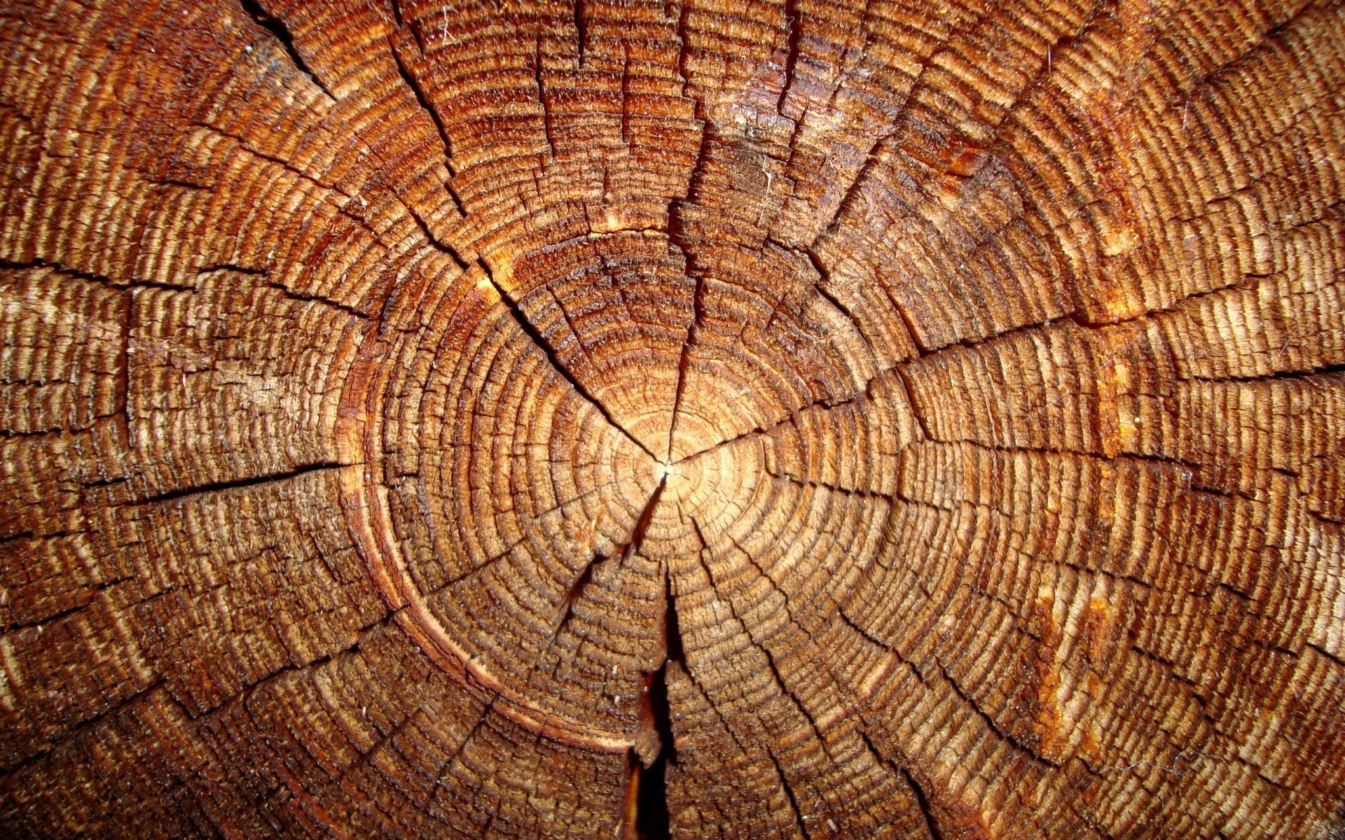 vintage log legno legna da ardere di legno di legno ceppo di legno modello corteccia annuale desktop tronco struttura falegname tessuto segmento natura quercia bordo