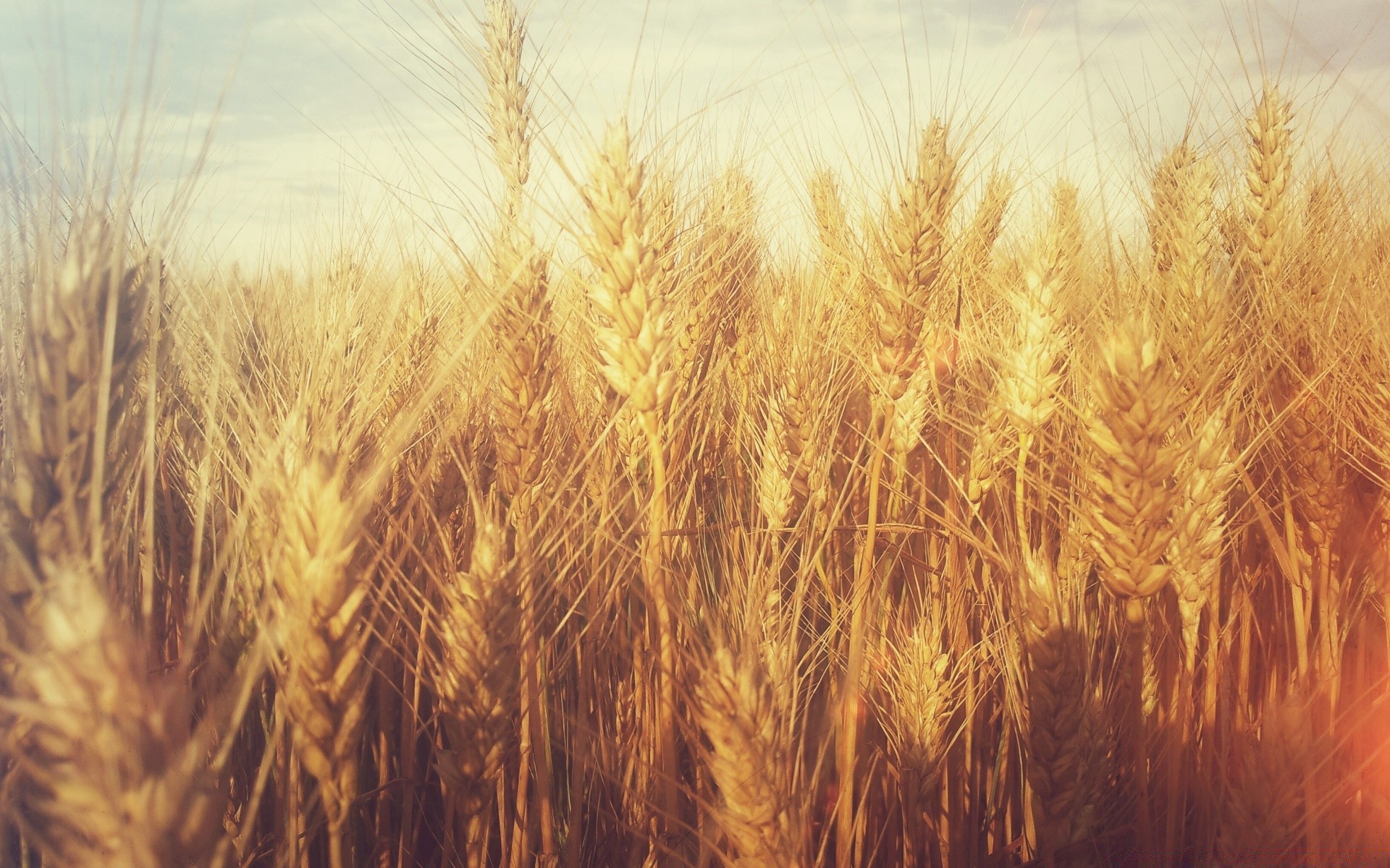 vintage wheat cereal bread rye corn straw crop pasture rural gold farm barley seed agriculture flour field countryside growth