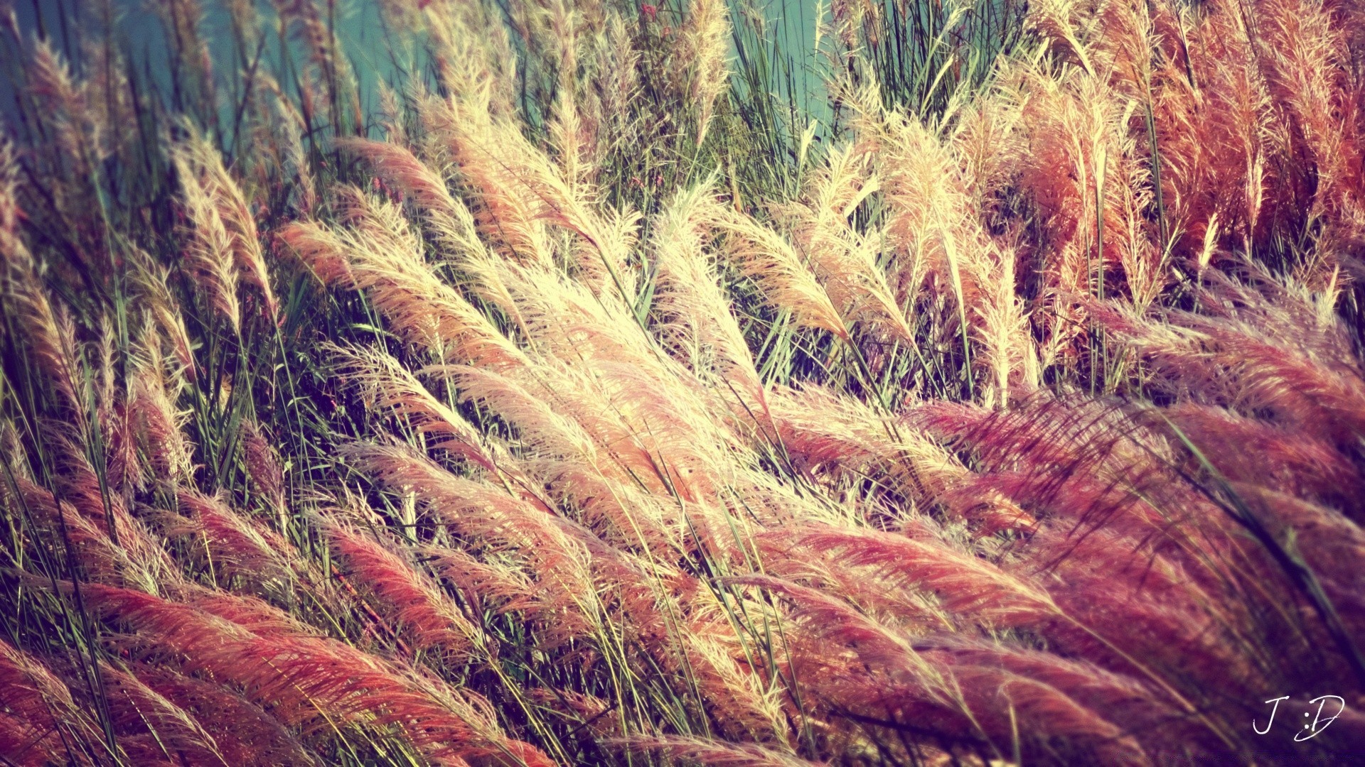 jahrgang natur flora desktop sommer im freien farbe flocken gold gras landschaft hell des ländlichen feld saison weizen schließen wachstum schön herbst