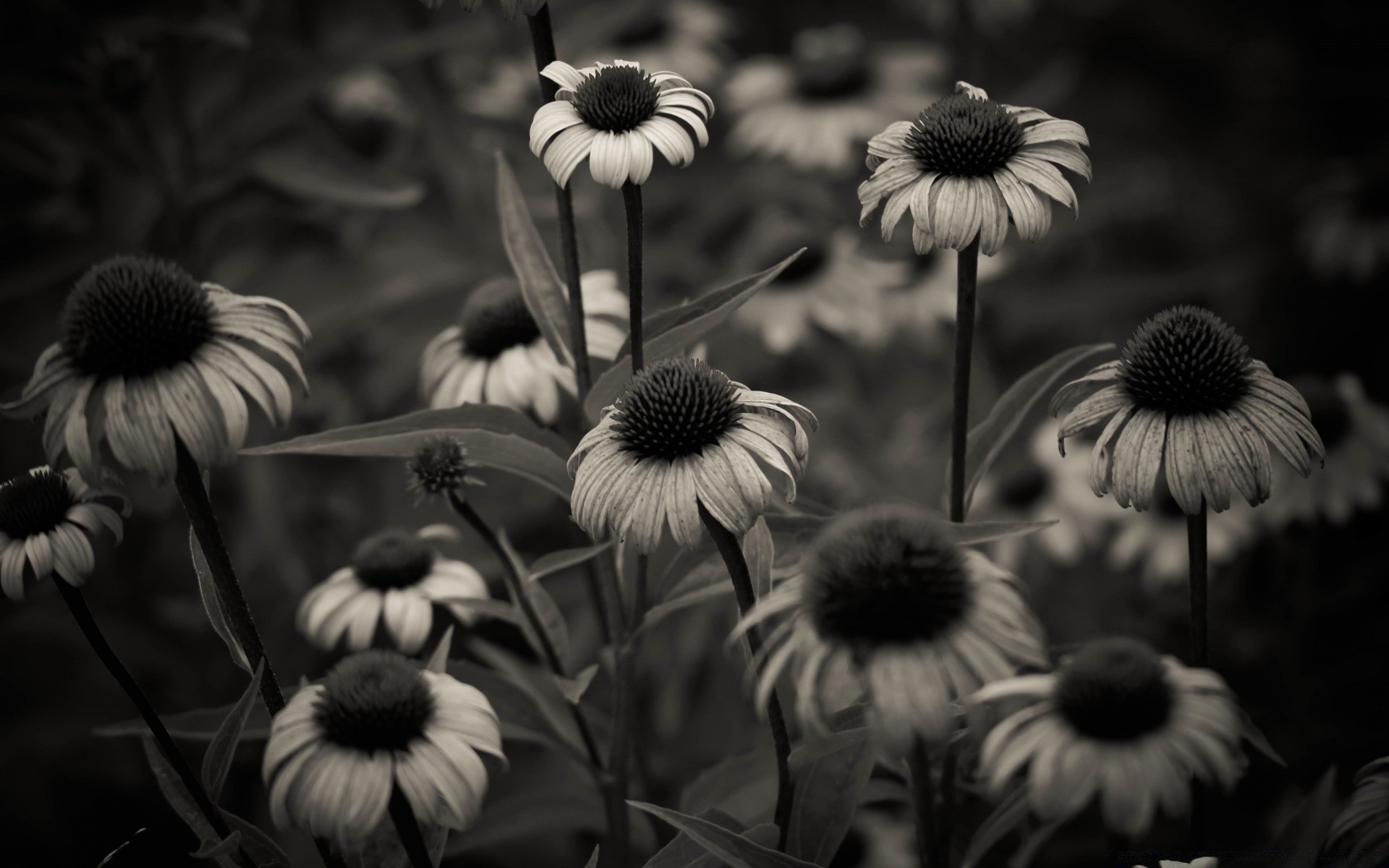 vintage flower monochrome flora