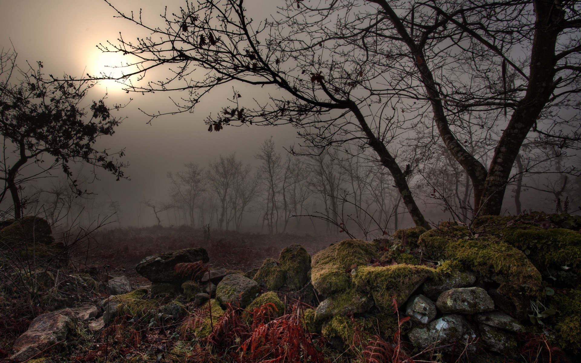 vintage paysage arbre nature automne bois aube brouillard environnement extérieur coucher de soleil hiver météo ciel feuille parc lumière