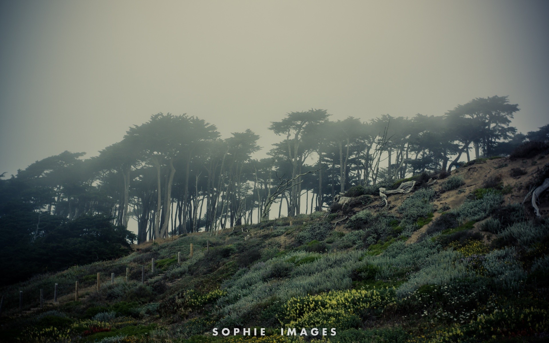 annata nebbia all aperto natura nebbia viaggi albero paesaggio alba cielo