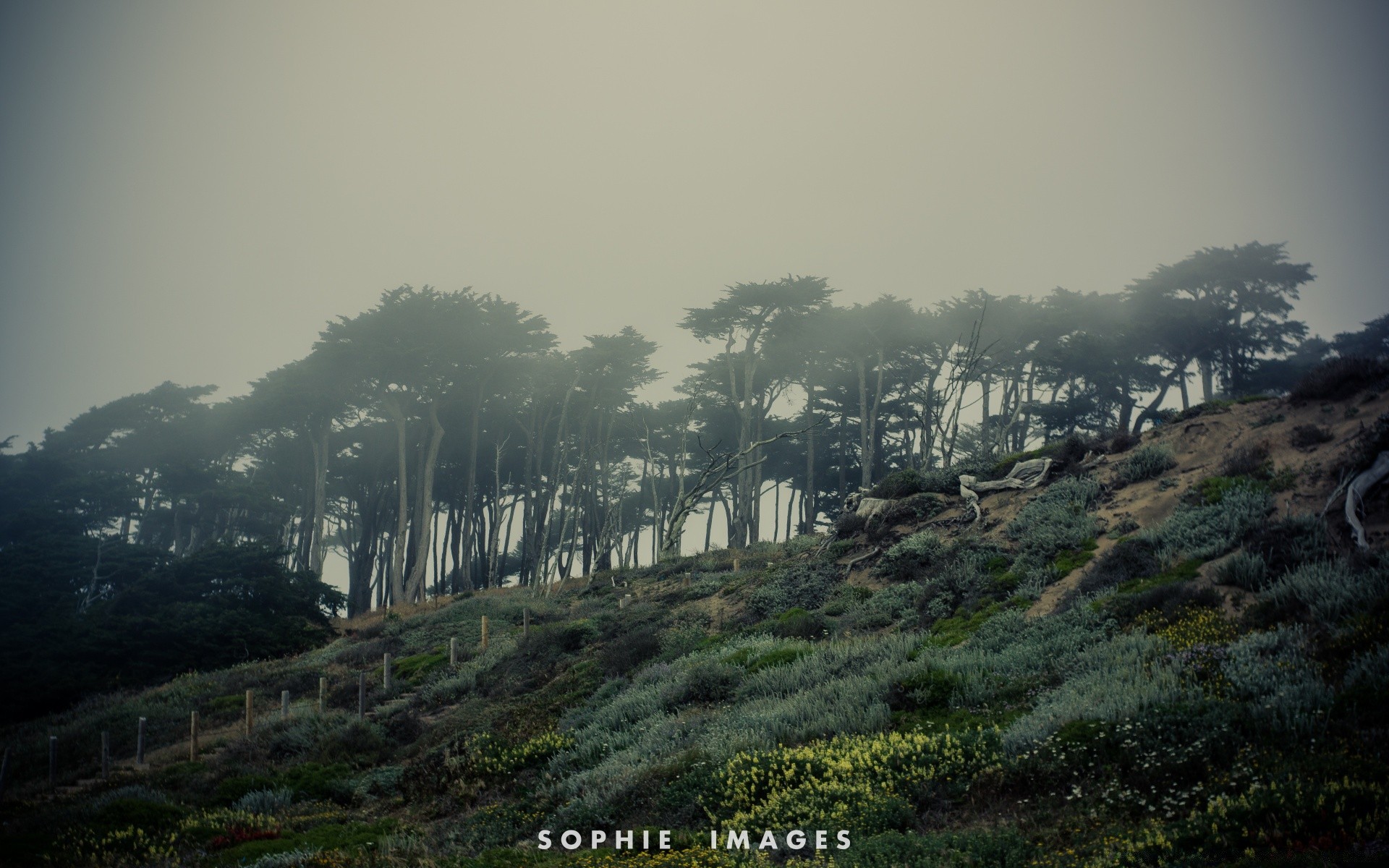 vintage niebla al aire libre naturaleza niebla viajes árbol paisaje amanecer cielo