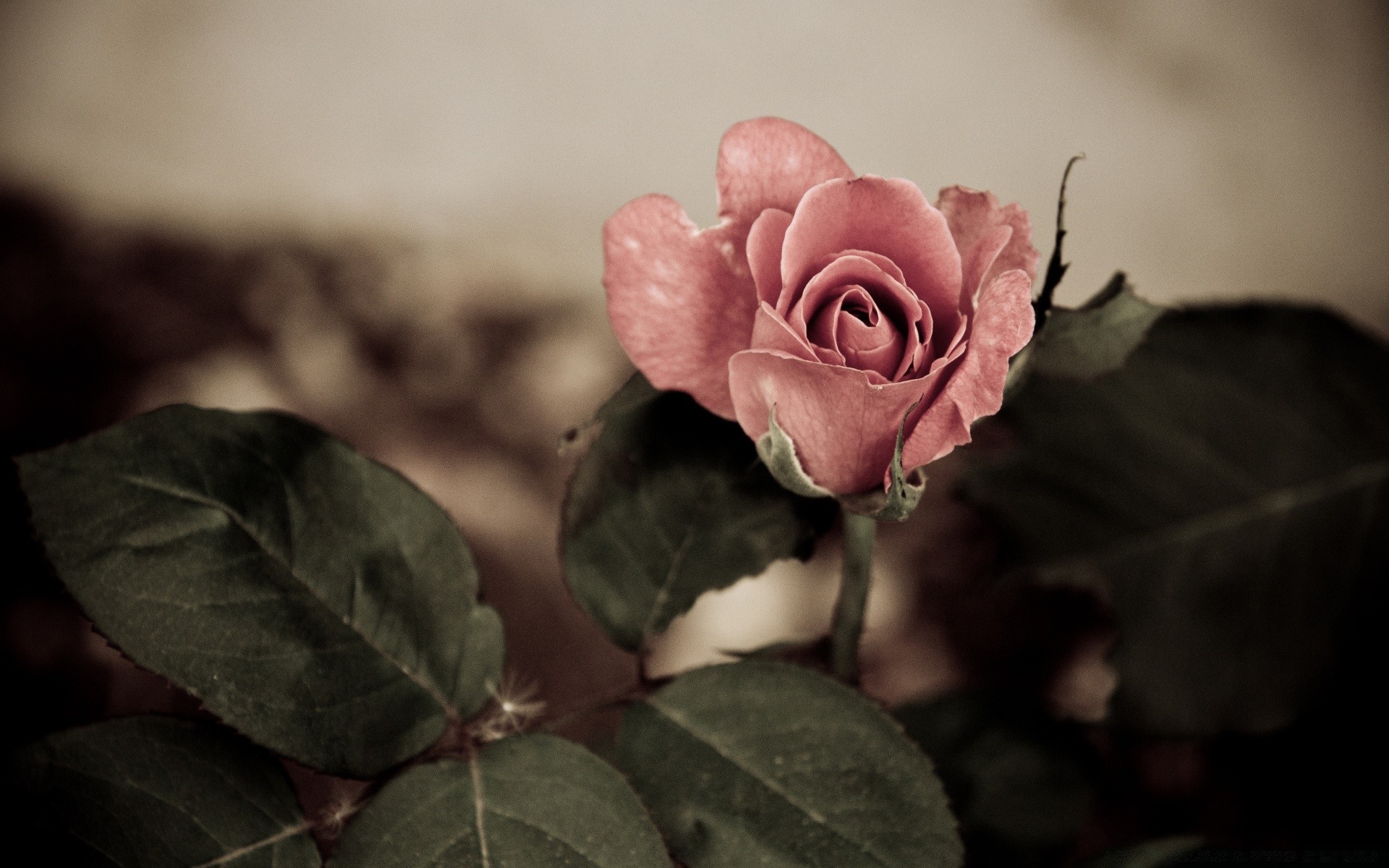 vintage gül çiçek aşk yaprak romantizm doğa düğün romantik güzel flora petal renk