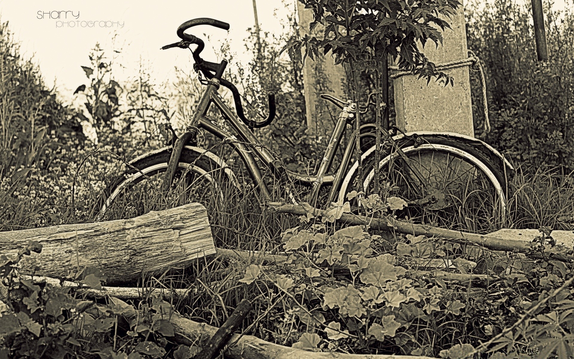 vintage drewno koła samochód pojedynczy system transportowy drewno natura