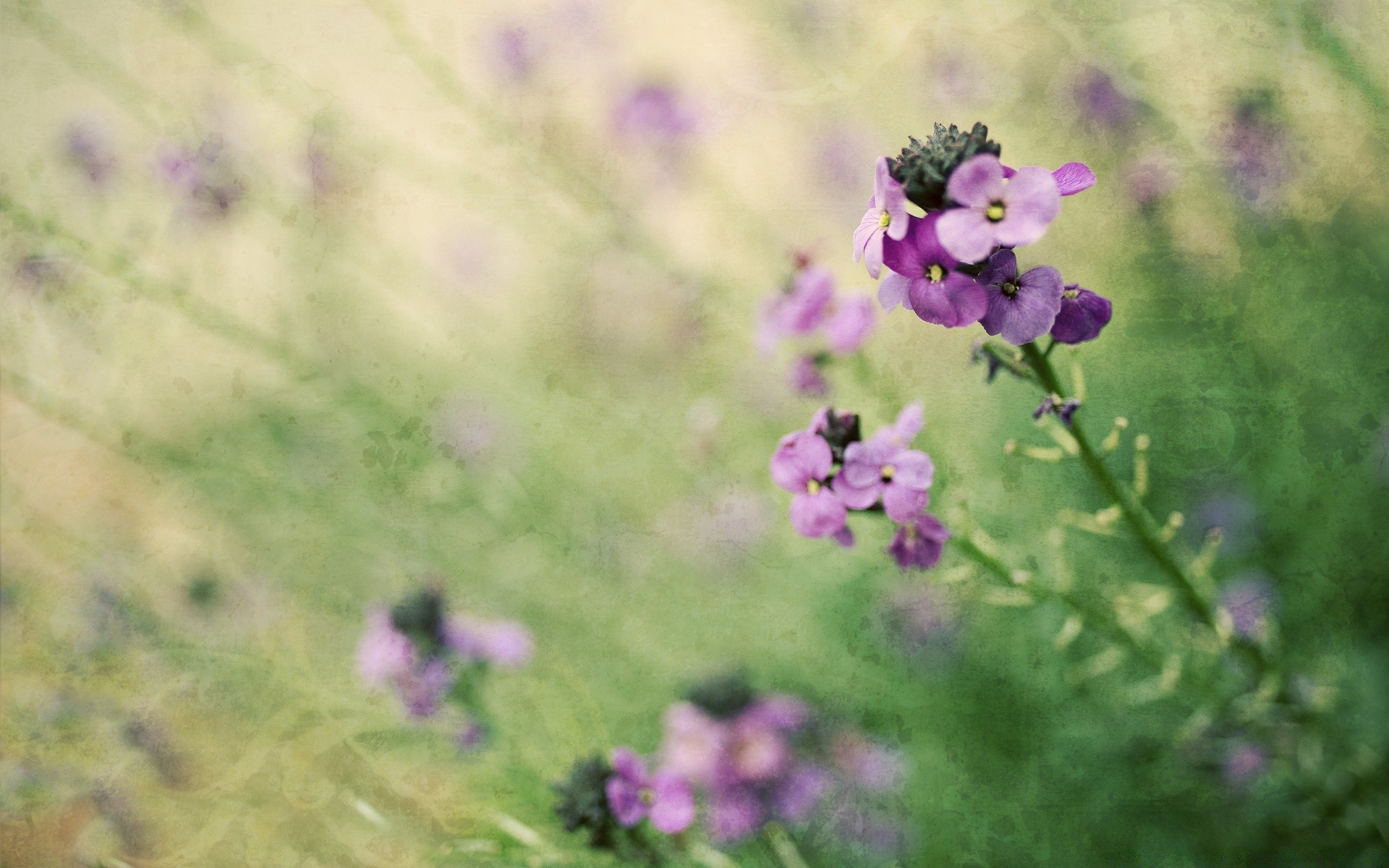 vintage kwiat natura flora na zewnątrz rozmycie lato trawa sianokosy pole wzrost ogród liść światło dzienne kolor