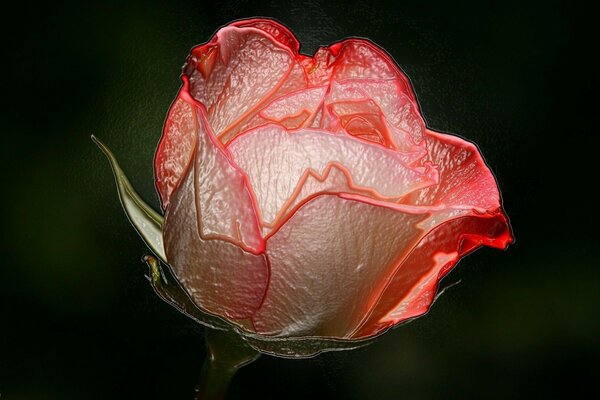 Rose mit Blättern in der Natur